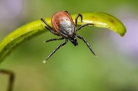 Tick season is here, ask one of our experts about our treatment plans.