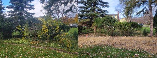 Before & after of our landscaping