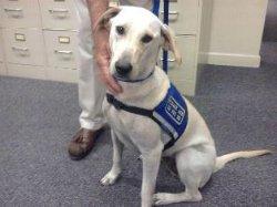 Meet the Newest Member of Manning's Pest Control, Snookie the Bed Bug Detective Dog!