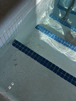 Algae and mildew in pool