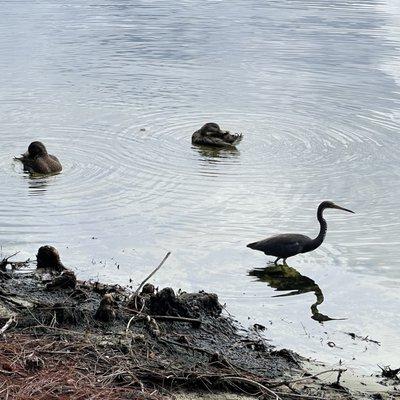 Lake Bryan lakeshore