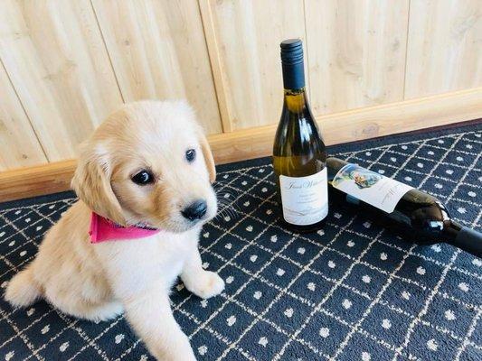 Who doesn't love puppies and wine tasting?!