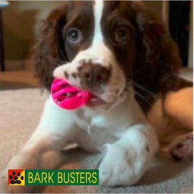 Bark Busters Home Dog Training