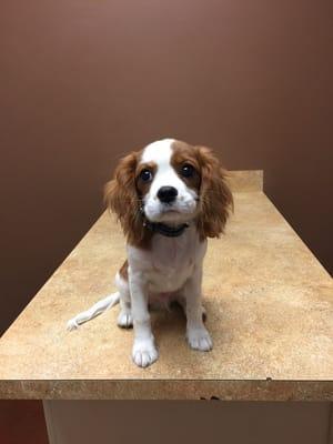 Marley at Allandale vet clinic! Waiting to be examined...