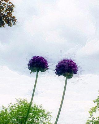 June 13, 2019.   Allium against the sky.