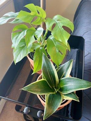 Rhaphidophora tetrasperma (mini monstera) and a baby sanseveria trifasciata (gold flame snake plant) that I brought home this past weekend