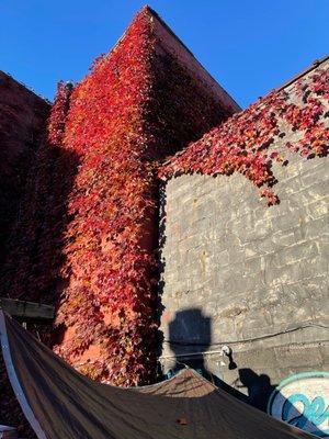 More leaves above the outdoor seating