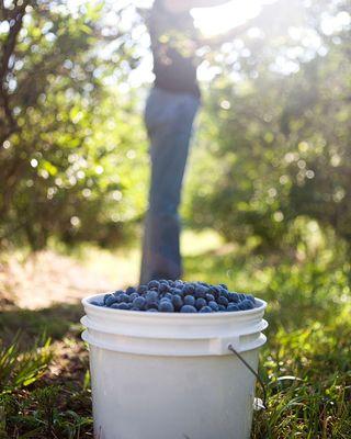 Pick Your Own Blueberries since 1986.