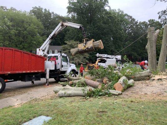 Beech Tree wood removal with Grapple truck in Montclair VA.