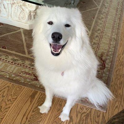 Blanche, our Samoyed baby