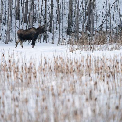 Moose near the lagoon