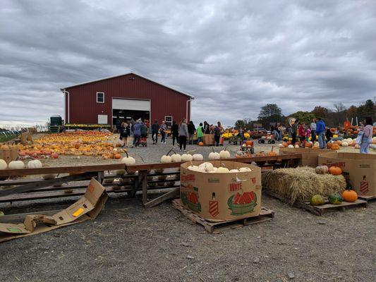 Pumpkin sales