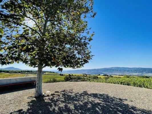 A helicopter pad built by prior owner now a home of a sycamore tree