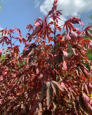 Cranberry hibiscus