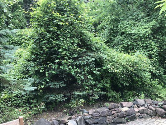 Kudzu, out of control, overtaking landscaped shrubbery