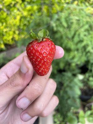 Strawberry