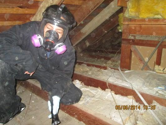 This Inspector Finds Her Way Through the Attic In Search of Sources of Mold. We Perform Attic Inspections too.