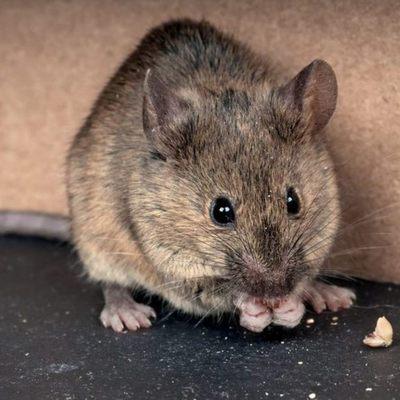 Brown rat, aka River rat or Norwegian rat