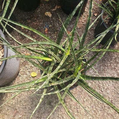 snake plant