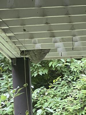 Bald faced hornet nest under deck.