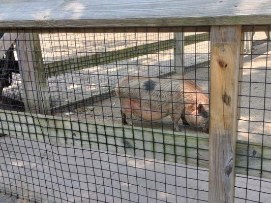 Pot Bellied Pig