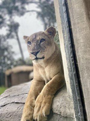 The lion exhibit