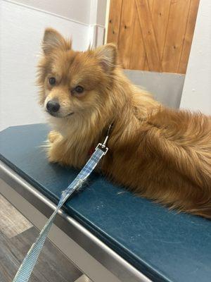 Happy dog at vet