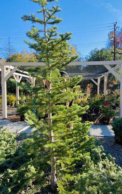 Wonderful fresh silvertip trees here!