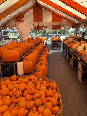 Super cute pumpkin patch! So many different sizes