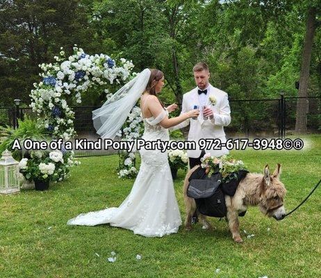 #A1ponyparty #weddingdonkey #beerburro #minidonkey