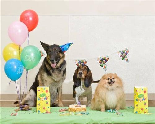 Canine Birthday Parties - 3rd Wednesday of every month.