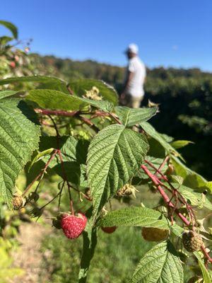 Raspberries picking