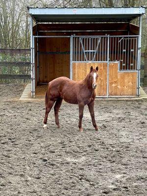 Stud colt 9 months old  NRCHA bred