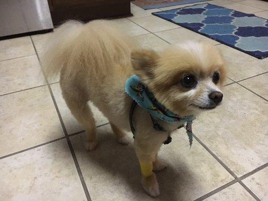 Lew the Pomeranian wonder dog after his cut and grooming.