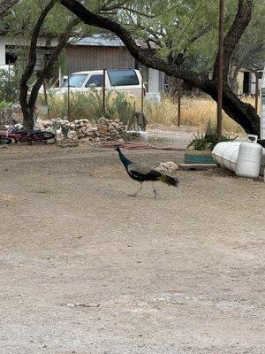 Peacock