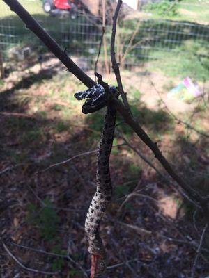 Pit viper(Pygmy Rattlesnake)