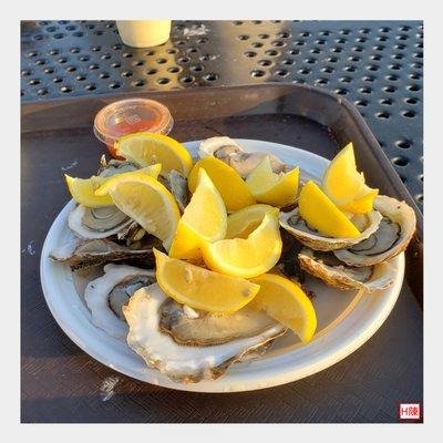 dozen oysters for $15 all-in...