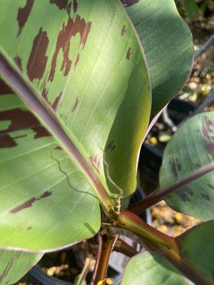 Baby leaf starting to unravel