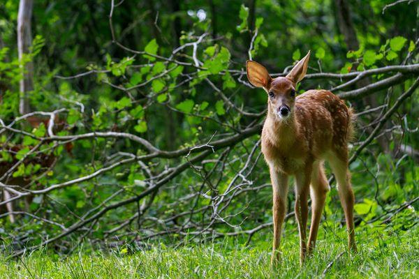 I just had a field day with these deer that day.