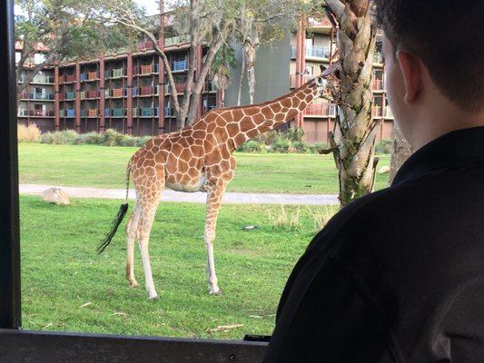 They came right up to the safari truck