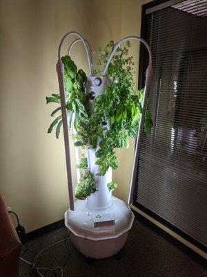 The Tower Garden in the waiting room!