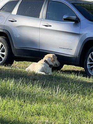 Their cute, welcoming dog.