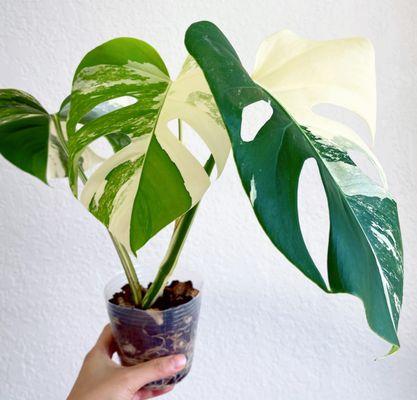 Monstera Albo Variegated