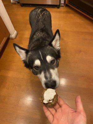 Peanut butter pupcake with yogurt frosting. The box made 10! She loves them.