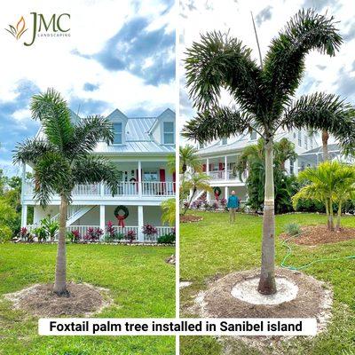 Foxtail palm tree