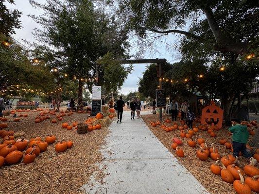 Moreland Pumpkin Patch