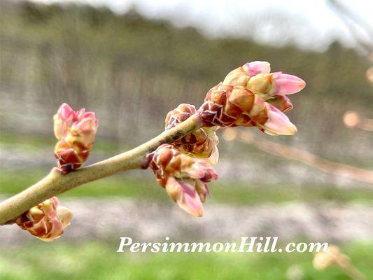 Blueberry blooms: the countdown to the season begins!