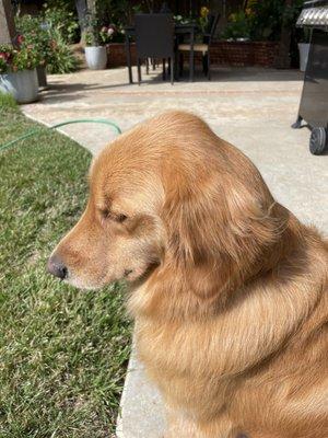 Our golden retriever after a visit to the Buried Bone.