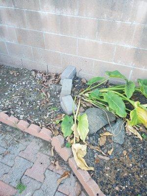 More plants that got stepped on stomped on and rolled over around my home.