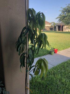 The light green leaves are new branches and the new growth.